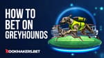 How to Bet on Dog Racing Strategy Featured Image